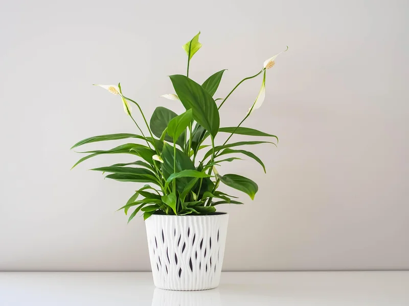 伟德国际PG电子平台